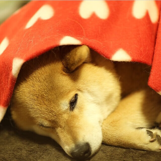 冲刺阶段爆发力增强，表现抢眼，冲刺爆发力训练