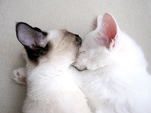 加拿大队赛制研究：如何在复杂赛制中实现团队协作的最大化，加拿大赛区落选赛