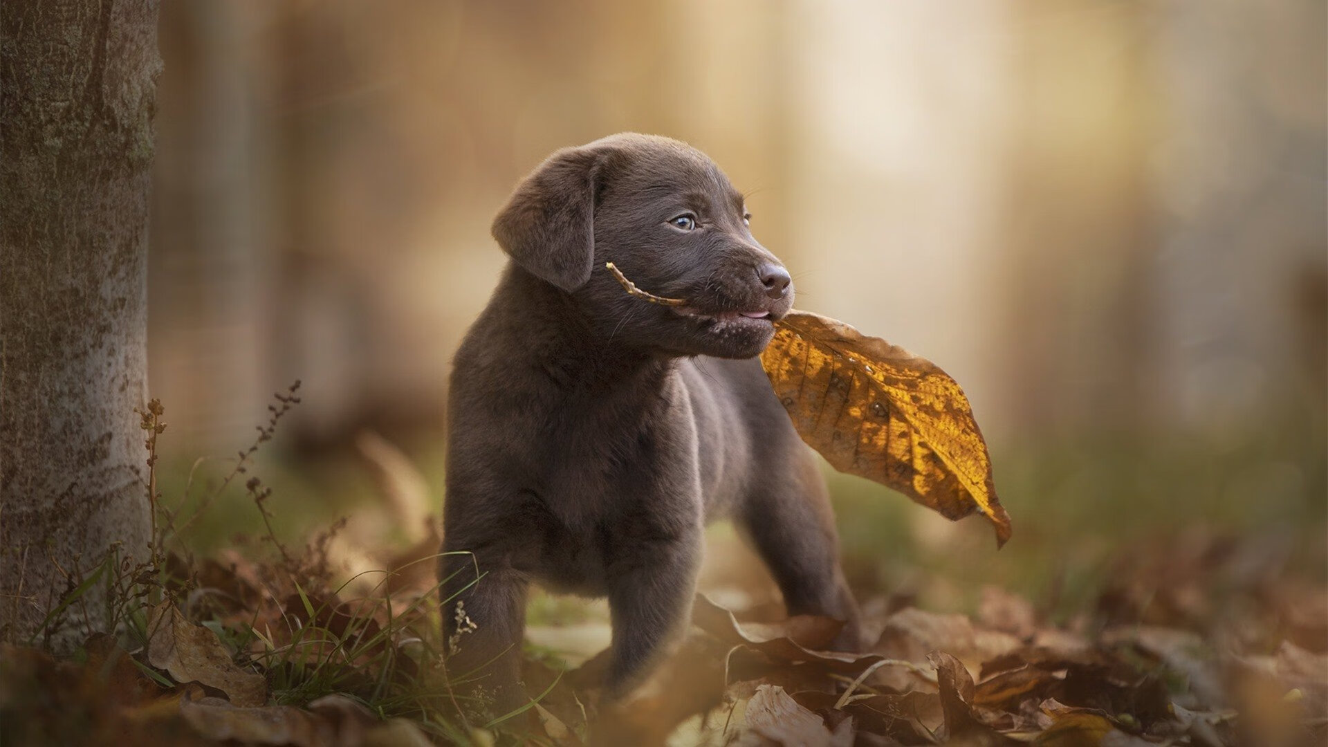 开云体育在线-男子仰泳表现抢眼 创佳绩，仰泳精彩视频