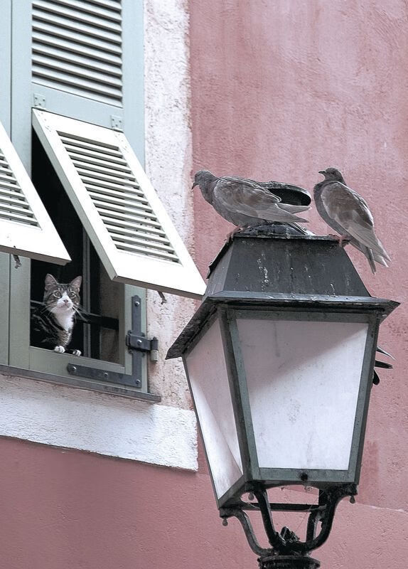 自由搏击比赛强调规则认知与赛后反思,自由搏击比赛规则回合