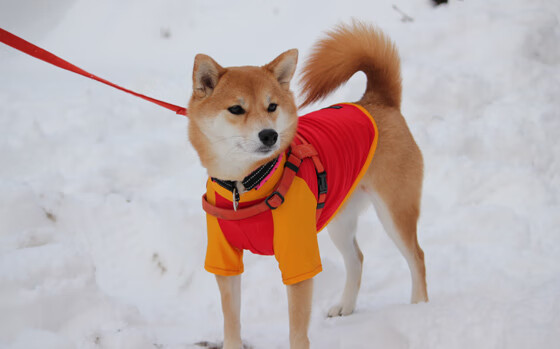 C罗个人纪录片将全球同步上线，c罗纪录片bbc