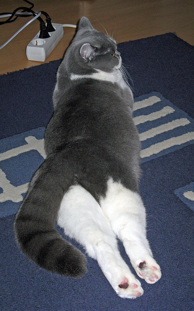 中长距离游泳节奏控制精准，中长距离游泳属于有氧运动吗