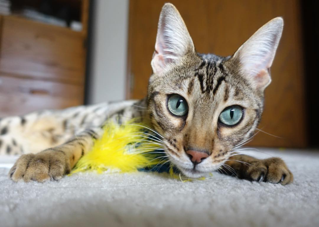 开云体育在线官网-巴雷特：全黑队的关键决策者，他的脚法决定比赛走势，巴雷特 篮球