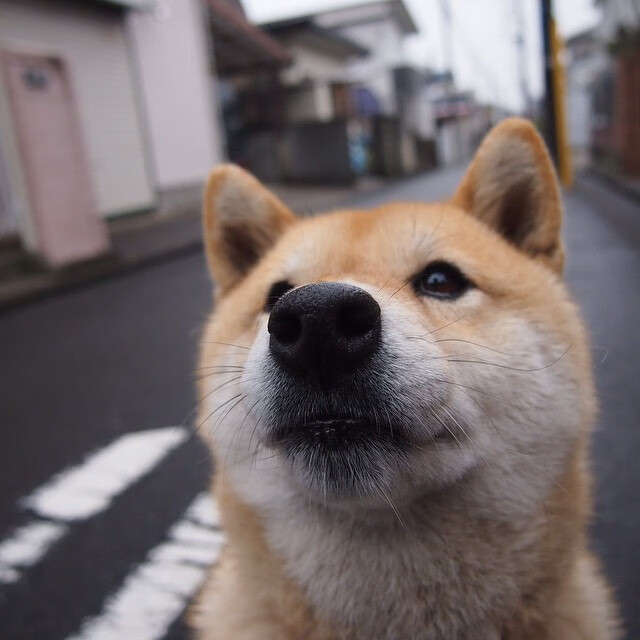 意甲超级快攻：瞬间突入，得分如入无人之境！，意甲速度最快的球员